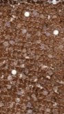 Zinnie Sequins Off Shoulder Top - Mocha - Image 7